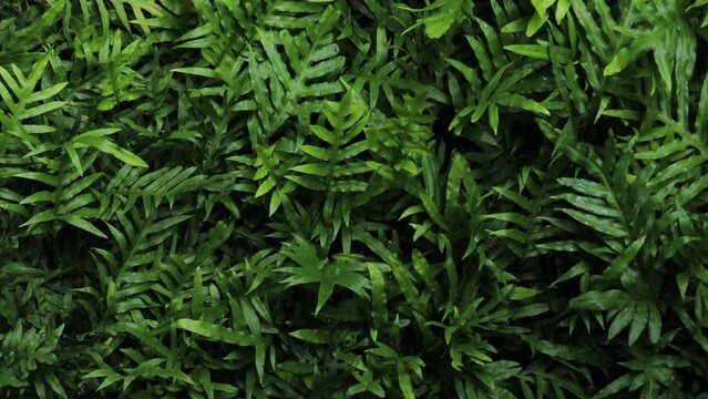 Dark green fern plant background in the jungle. Nature abstract background. Fern at the tropical forest. Exotic plant. Beautiful dark green fern leaf texture.