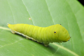 green caterpillar on a leaf