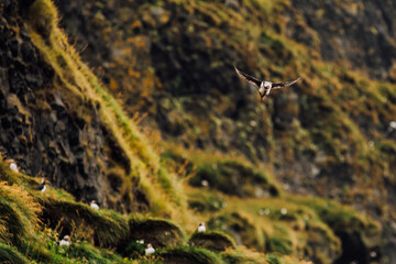 atlantic puffin in flight