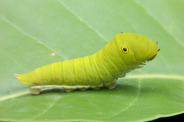 Green caterpillar walking on leaf and looking for food
