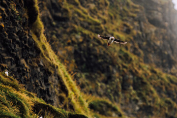 atlantic puffin in flight