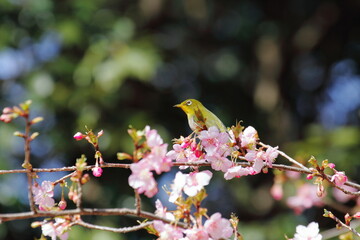 河津桜とメジロ