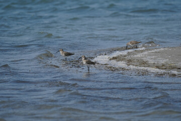 Three Dunlins in Winter Plumage on sandy coast