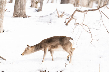 野生の鹿