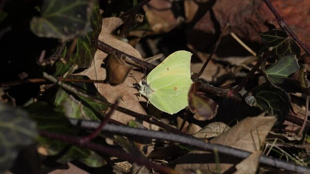 Butterfly with green wings sits among the forest litter.