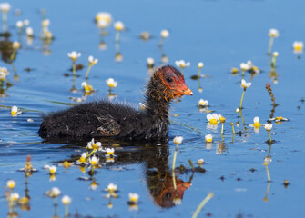 Eurasian coot, Fulica atra. A young bird floats down a river laden with flowers