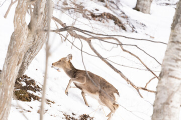 野生の鹿