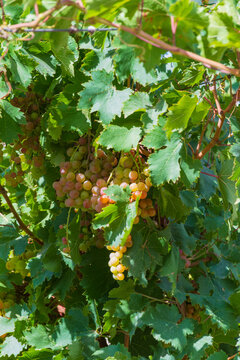Vi&ntilde;edo en Fiambala, Catamarca, Argentina