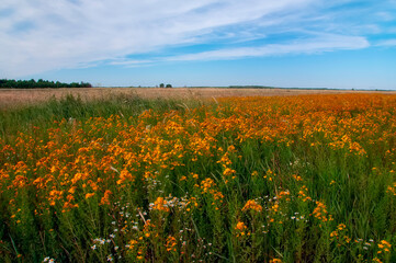 Blooming wild fields with different flowers and medicinal plants - St. John's wort and medicinal chamomile.