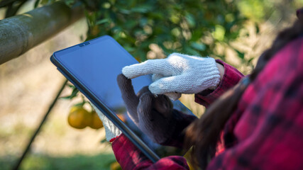 Woman farmer working and inspect quality of organic orange fruit with tablet  in orange orchard.