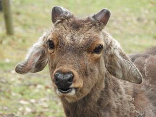 奈良公園の鹿 ロクさん