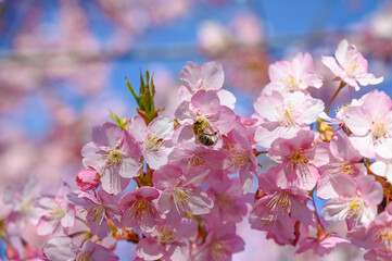 Honey Bee collecting pollen from pink flowers in orchard. Flowering Japanese cherry tree in spring. Branch with blossoms in sunlight. Blooming tree in garden. 