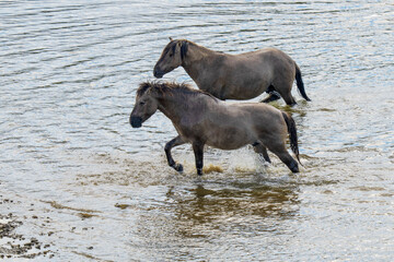 Wild horses in the water