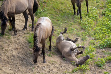 Fototapeta premium Wild horses rolling in the sand