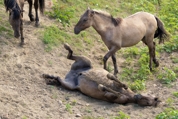 Wild horses rolling in the sand