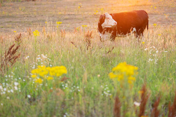Hereford beef cattle in a summer landscape