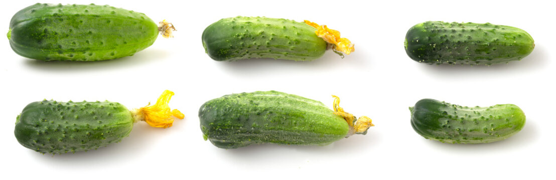 Fresh green cucumbers on a white background are perfect for highlighting and adding to any image. Cucumbers are presented individually, making it easy to select and use them in the design.