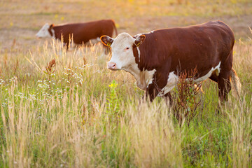Hereford beef cattle in a summer landscape