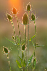 Fuller's teasel