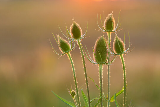 Fuller's teasel