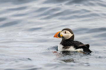 atlantic puffin or common puffin