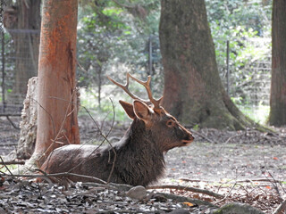 奈良公園 オスジカ