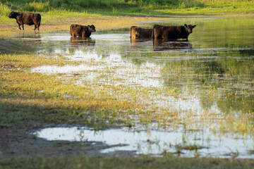 Wild cattle in river landscape