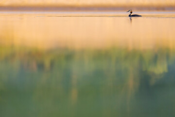 Great crested grebe in the water - obrazy, fototapety, plakaty