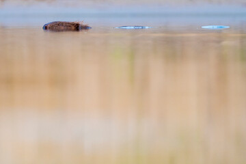 Eurasian beaver swim in the water