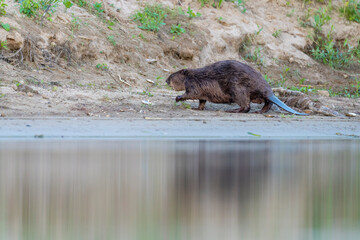 Eurasian beaver on the riverside