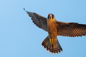 Young Peregrine falcon fly
