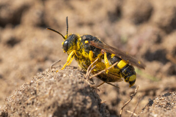 Ornate-tailed digger wasp