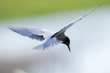 Black tern fly with green background