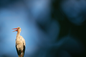 White stork