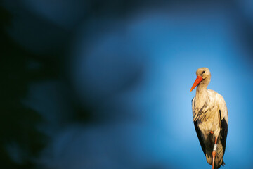 White stork