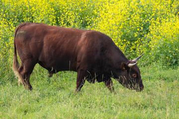 Wild cattle bull in summer landscape