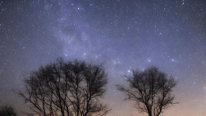 Obraz na płótnie Canvas 幻想的な星空と木のシルエット