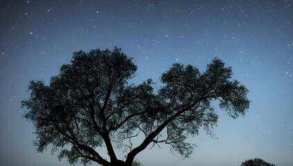 Fototapeta na wymiar 幻想的な星空と木のシルエット