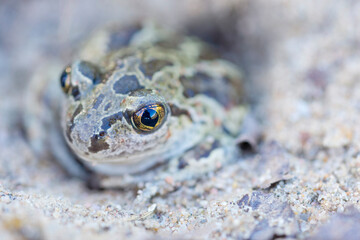 Captive bred toad being reintroduced in the wild