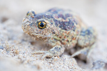 Captive bred toad being reintroduced in the wild