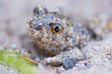 Captive bred toad being reintroduced in the wild