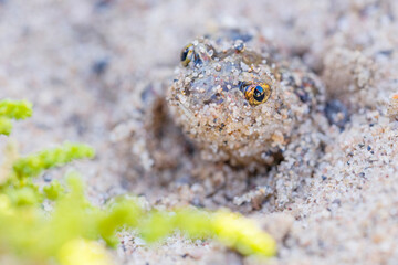 Captive bred toad being reintroduced in the wild