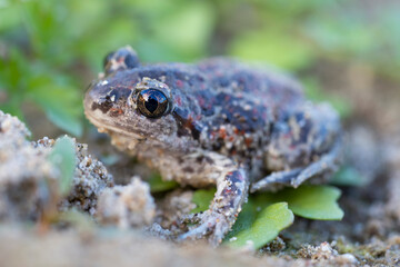 Captive bred toad being reintroduced in the wild