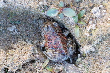 Captive bred toad being reintroduced in the wild
