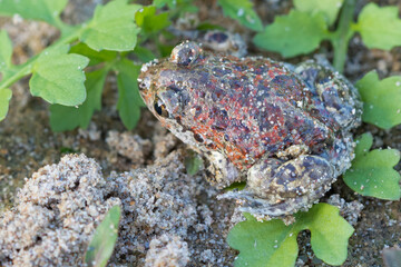 Captive bred toad being reintroduced in the wild