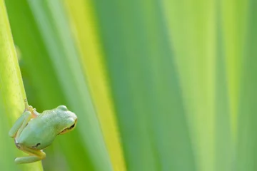 Foto op Canvas Tree frog on a green leaf © Staffan Widstrand