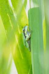 Tree frog on a green leaf
