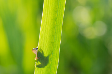 Tree frog on a green leaf