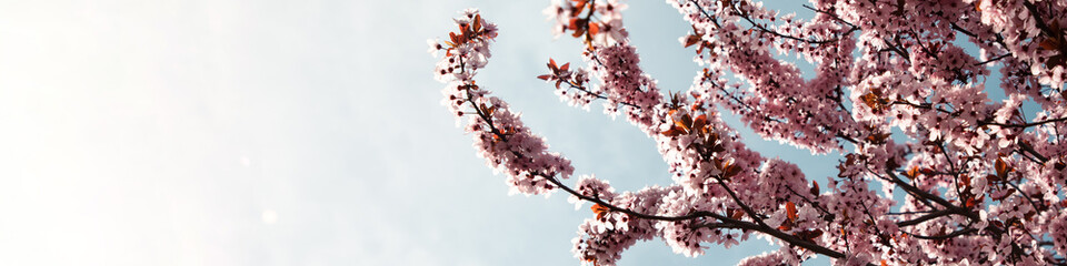 Obraz premium Branches with pink cherry blossom against a clear blue sky. Web banner with spring blooming background. Flowering fruit tree close-up. Selective focus