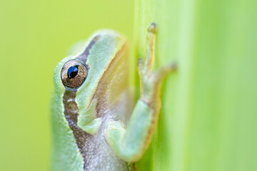 Tree frog on a green leaf
